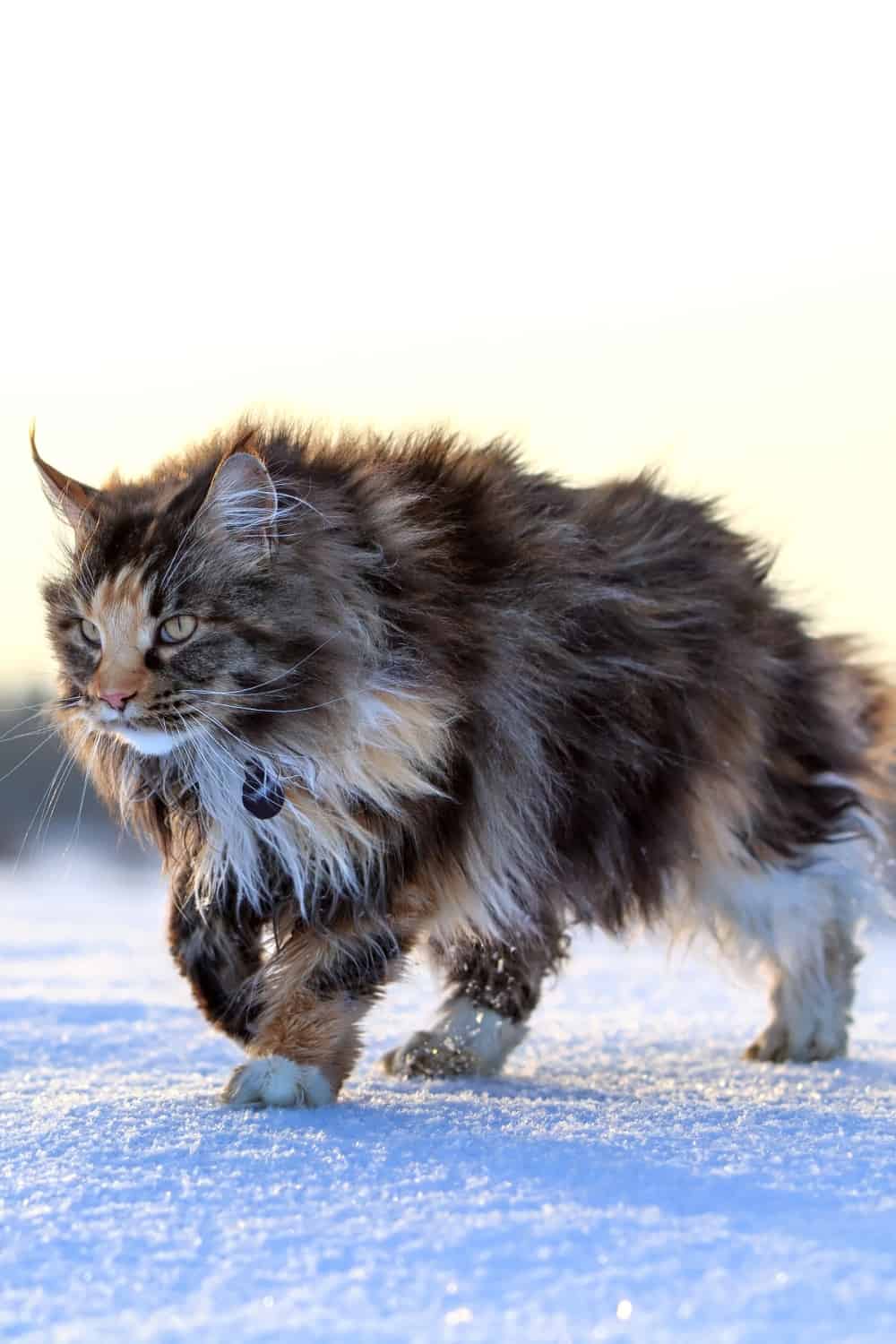 maine coon cat walking on a snow