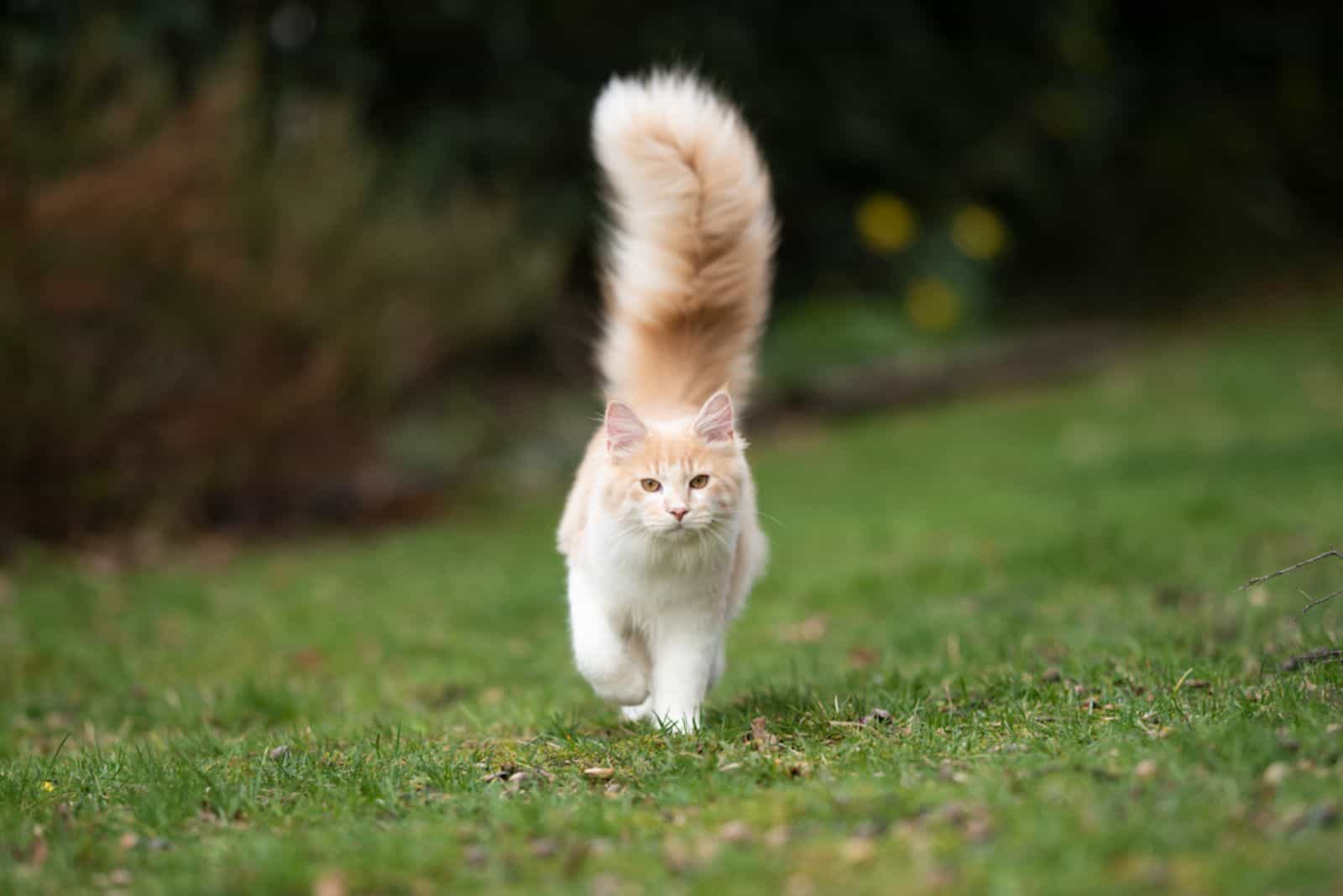 maine coon cat with large fluffy tail walking on grass 