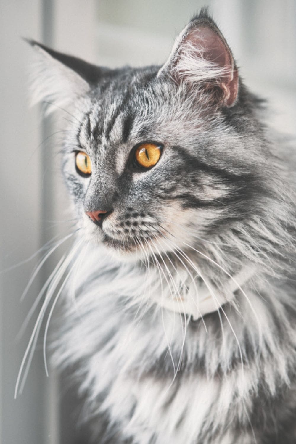 maine coon cat with yellow eyes