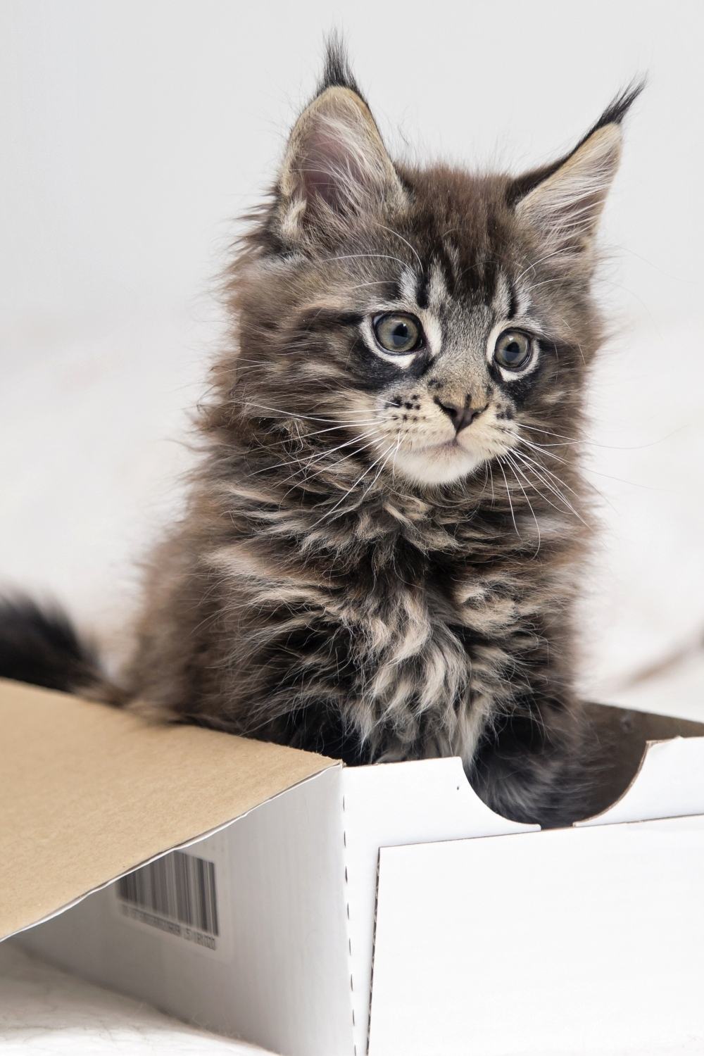 maine coon kitten in a box