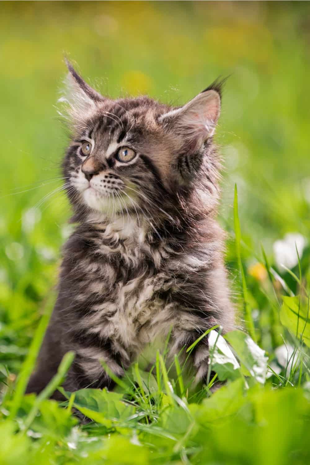 maine coon kitten in garden