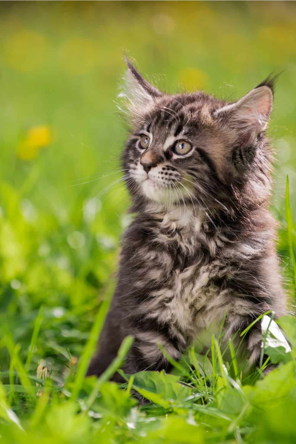 maine coon kitten in grass