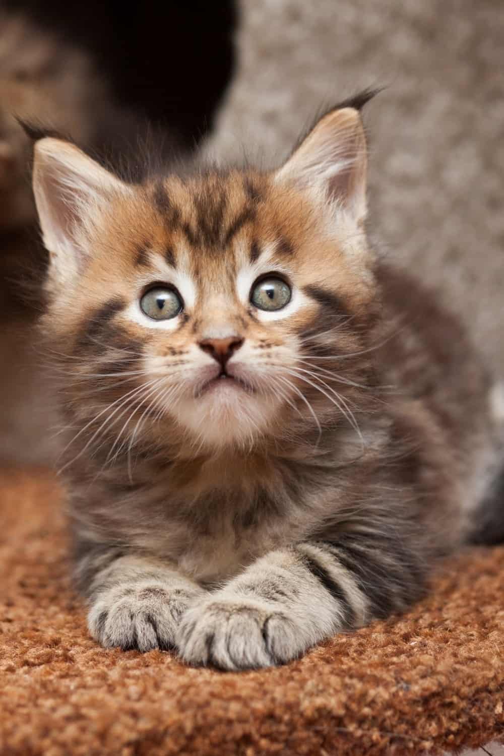 maine coon kitten lying