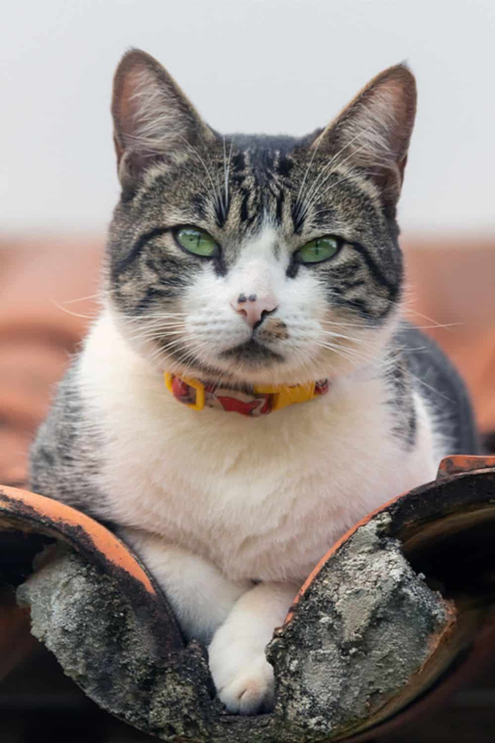 male cat on the roof