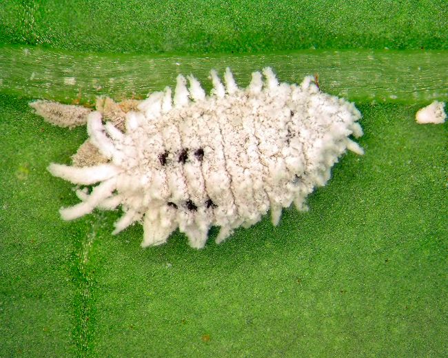 mealybug on houseplant leaf