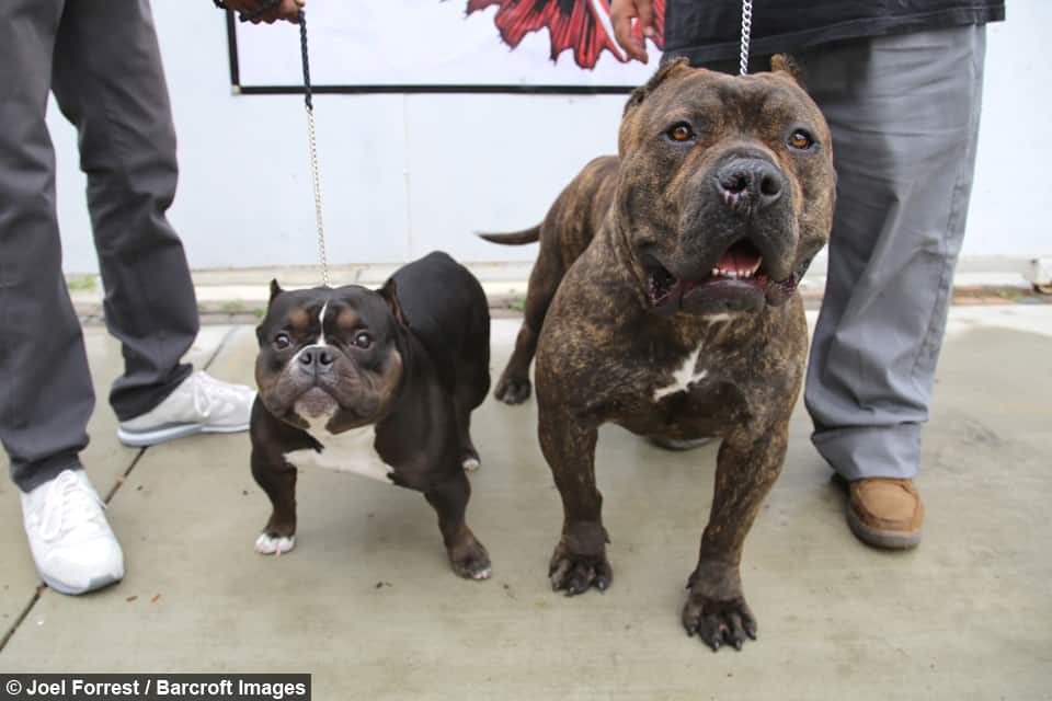 micro american bully vs american bully