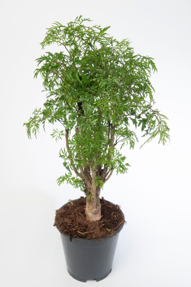 Ming aralia Polyscias fruticosa