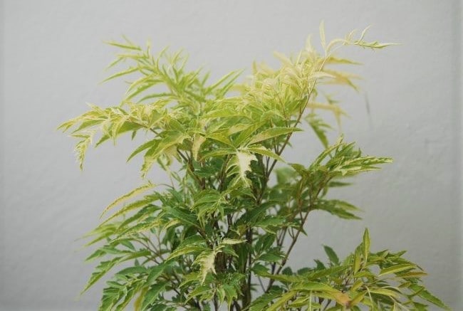 ming aralia care polyscias fruticosa