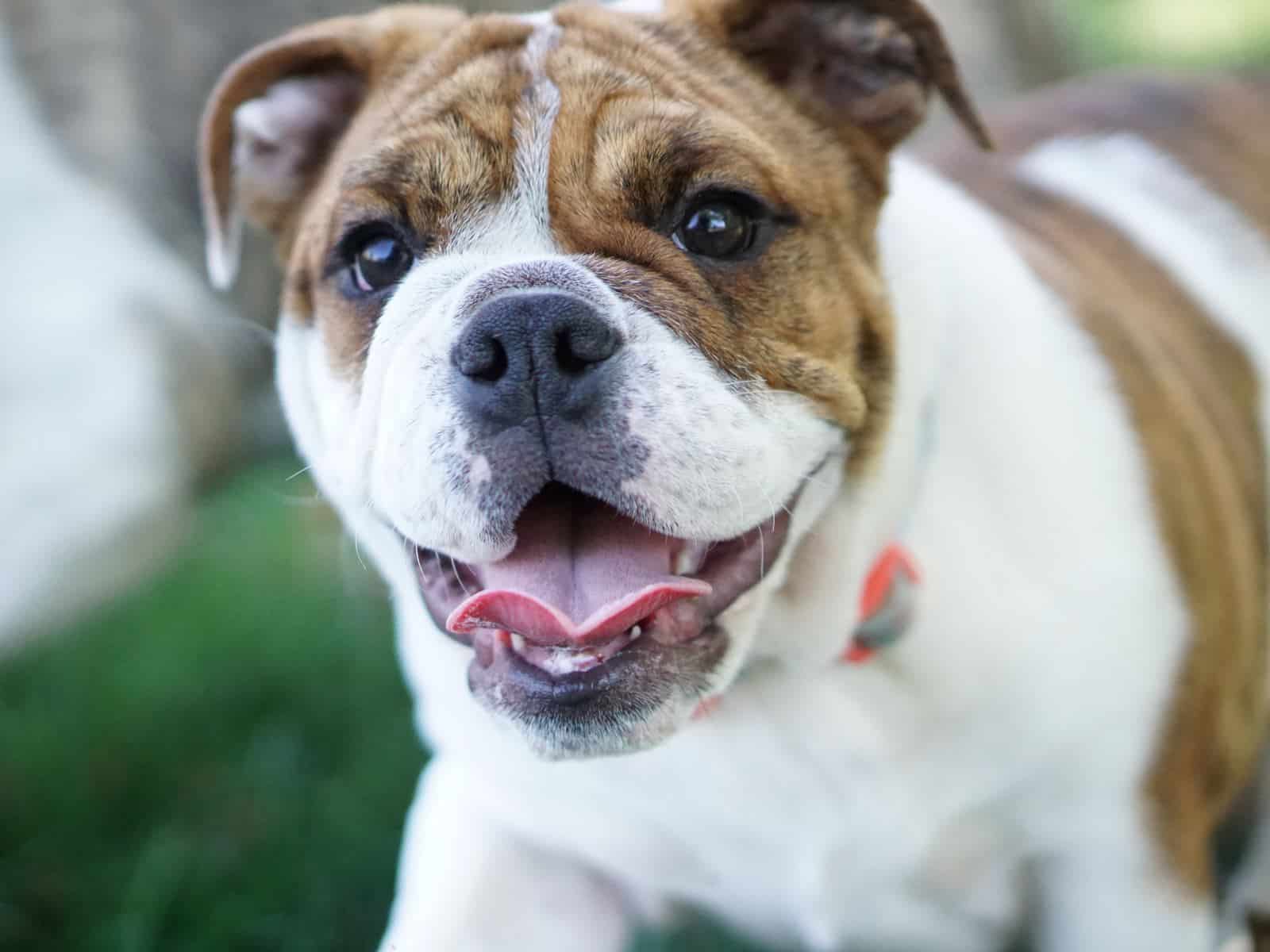 Mini English Bulldog looking happy