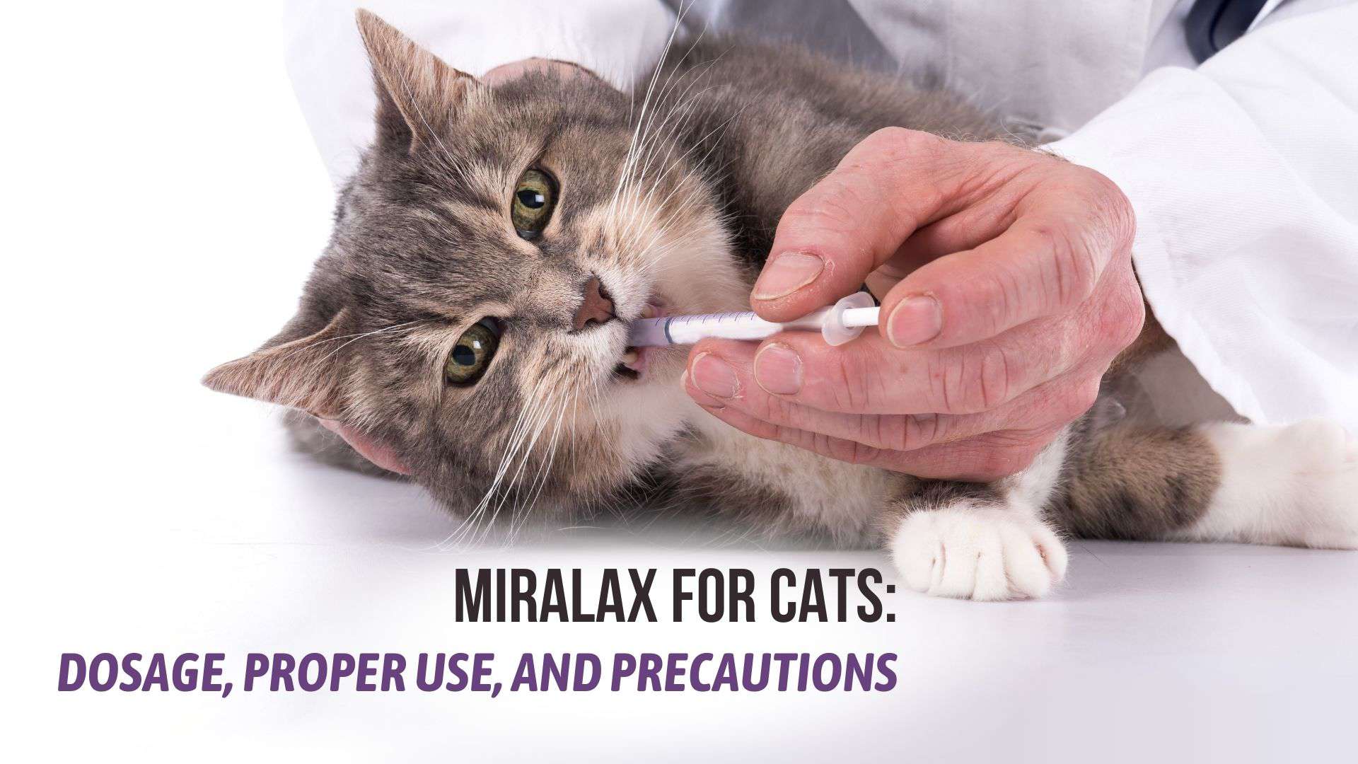 constipated cat taking miralax