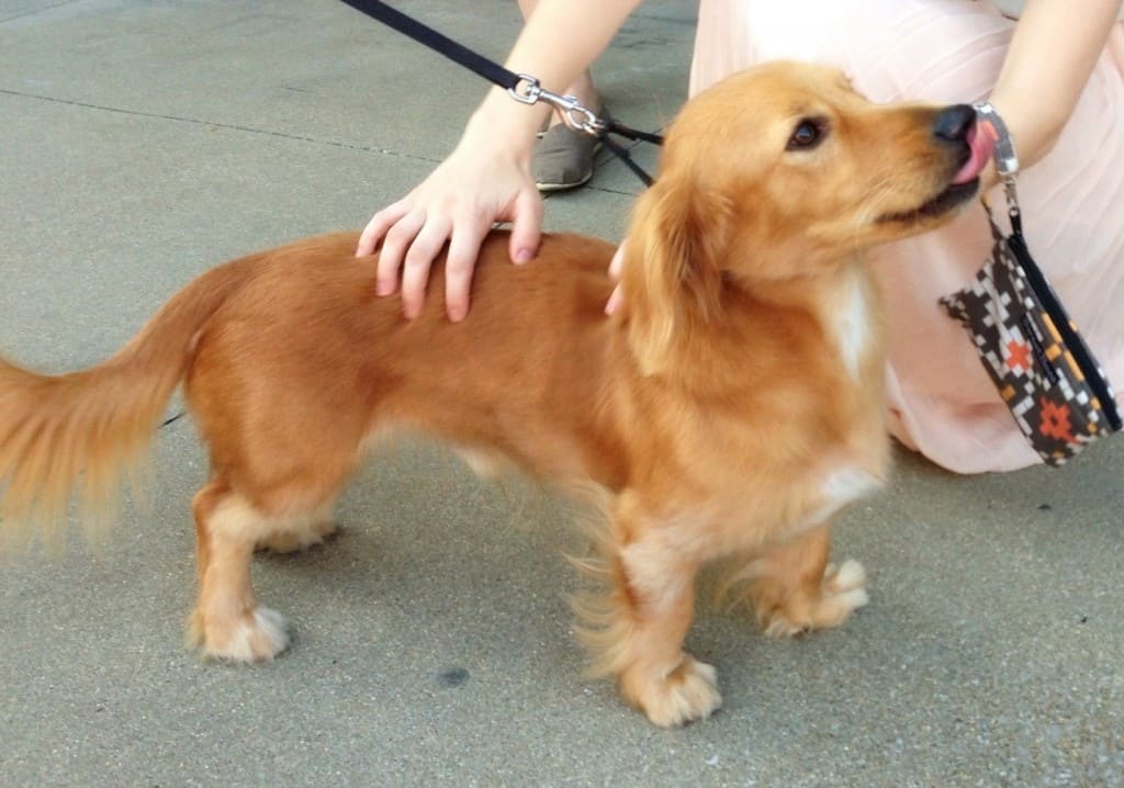 a golden dox being petted