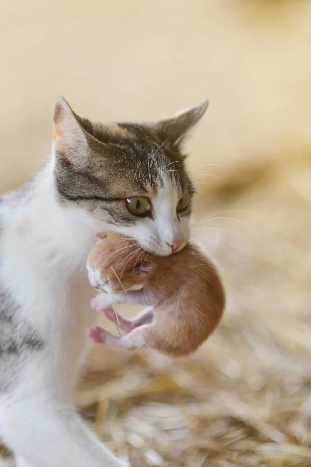 mom cat carrying kitten