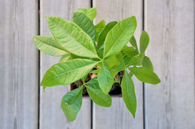 money tree dropping leaves pachira aquatica