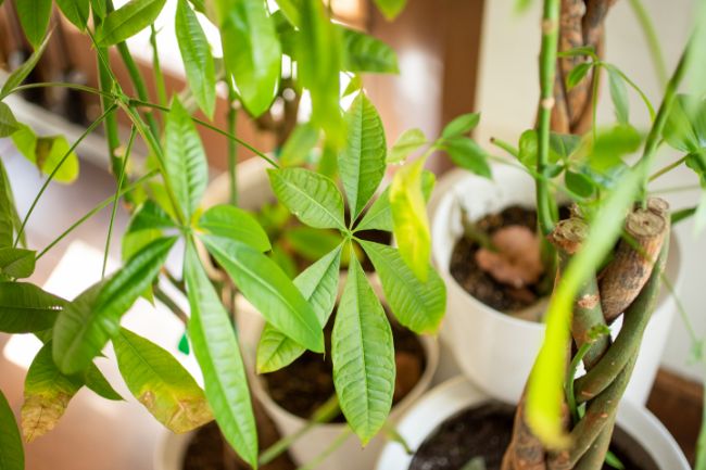 money tree yellow leaves pachira aquatica