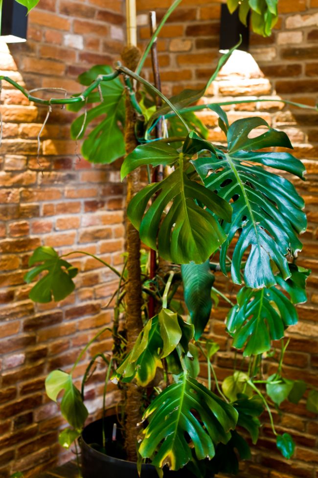 monstera deliciosa yellow leaves