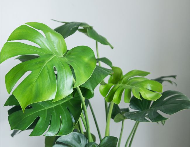 how to care for monstera deliciosa