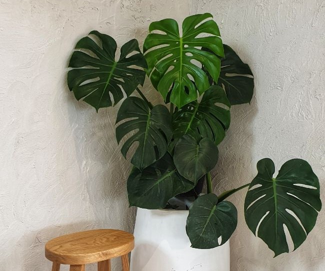 healthy monstera deliciosa plant in corner of room good care conditions