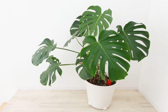 monstera deliciosa east facing window plants