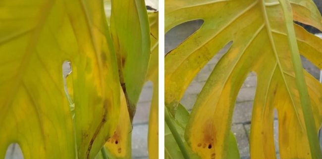 monstera deliciosa yellow leaves due to overwatering