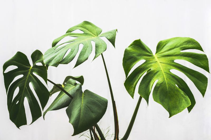 monstera leaves curling