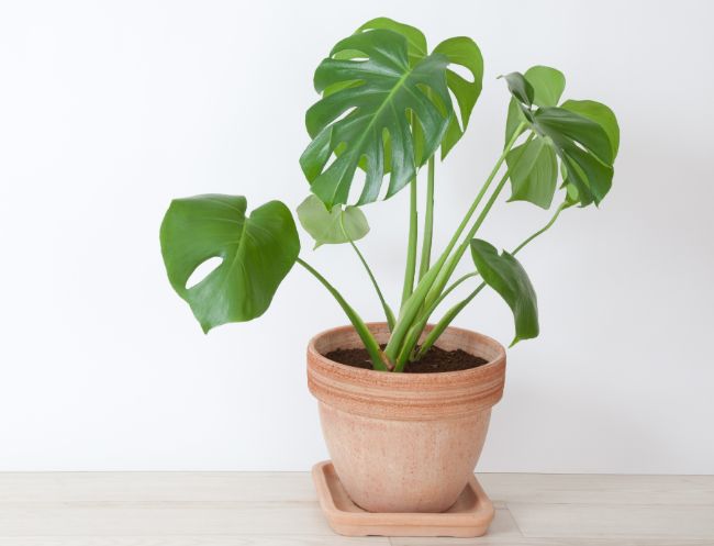 monstera leaves drooping