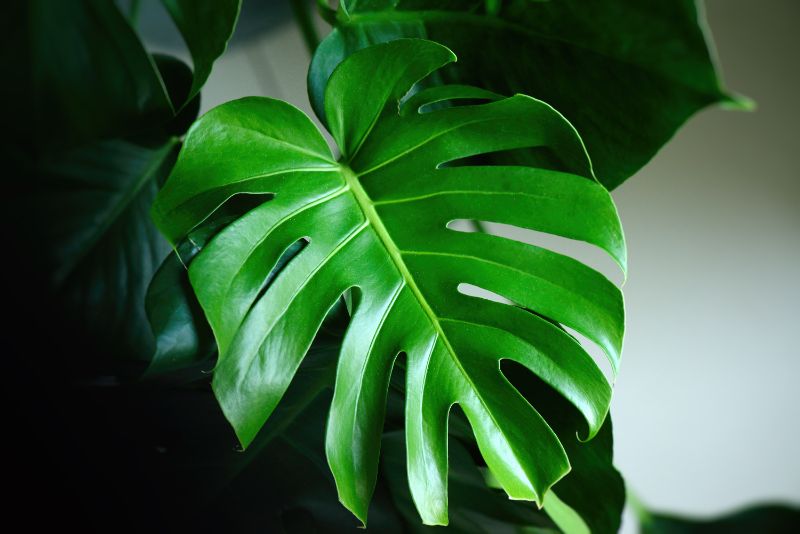 monstera leaves drooping