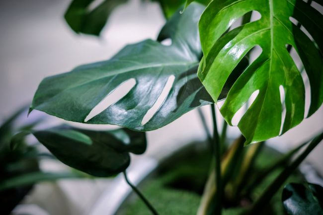 monstera deliciosa drooping