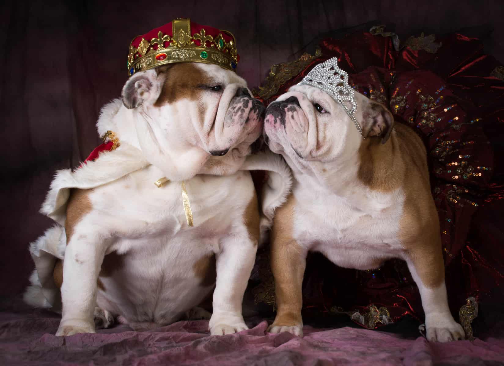 As one of the most expensive dog breeds in the world, English Bulldogs are treated like kinds and queens