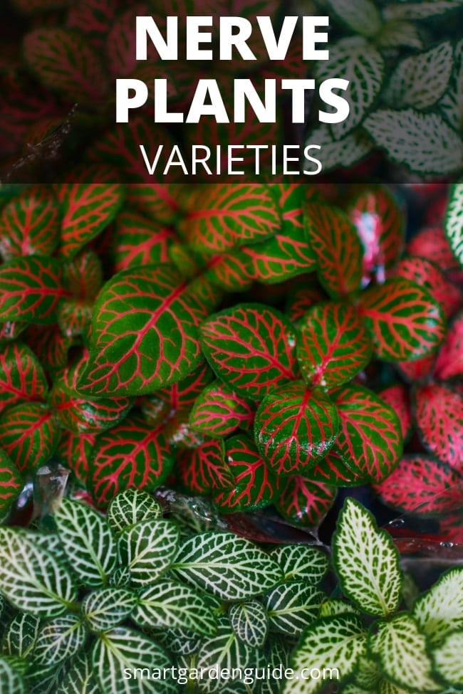 nerve-plant care fittonia varieties