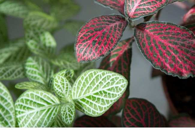 nerve plant care fittonia