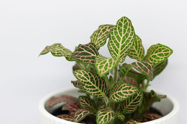 nerve plant fittonia