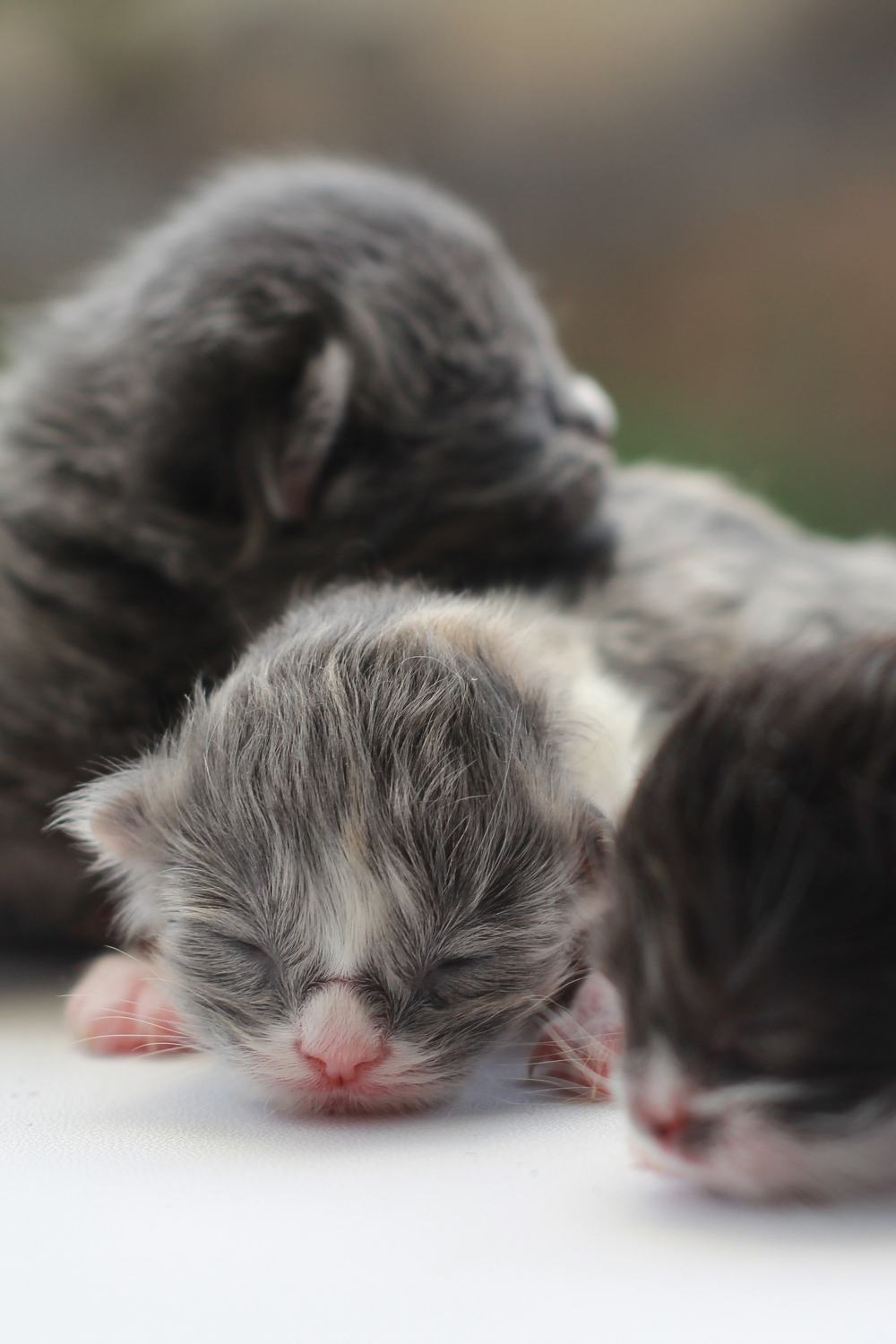 newborn kittens sleeping