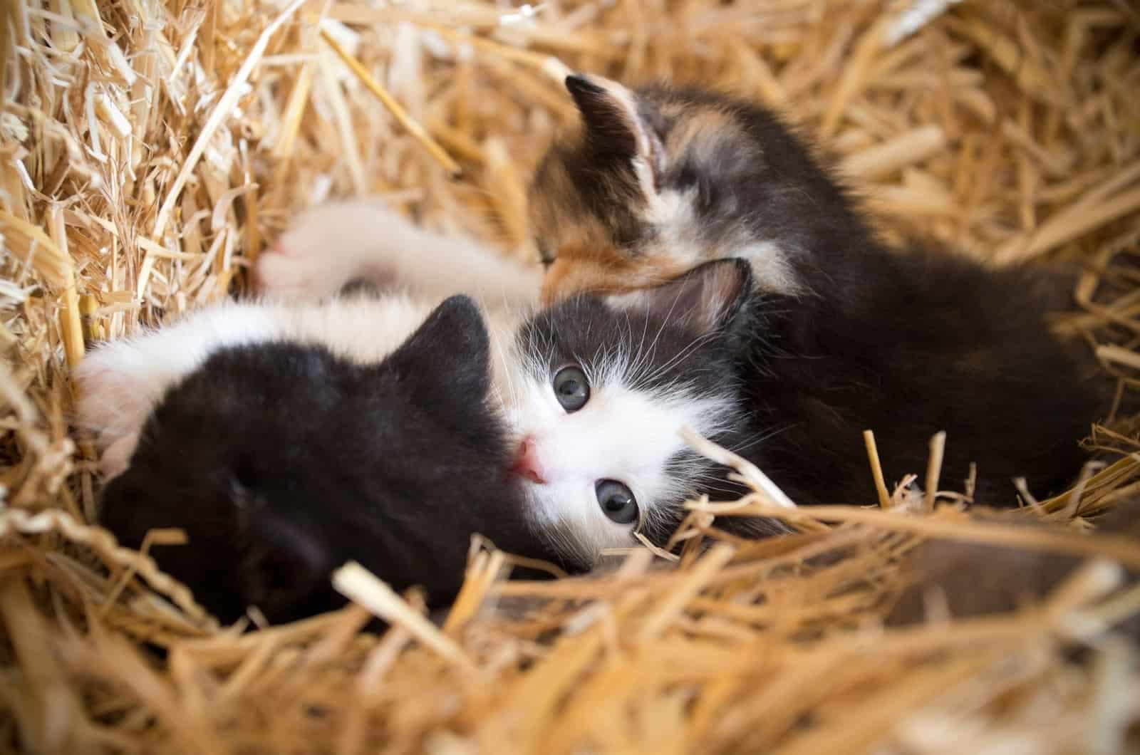 newborn kittens