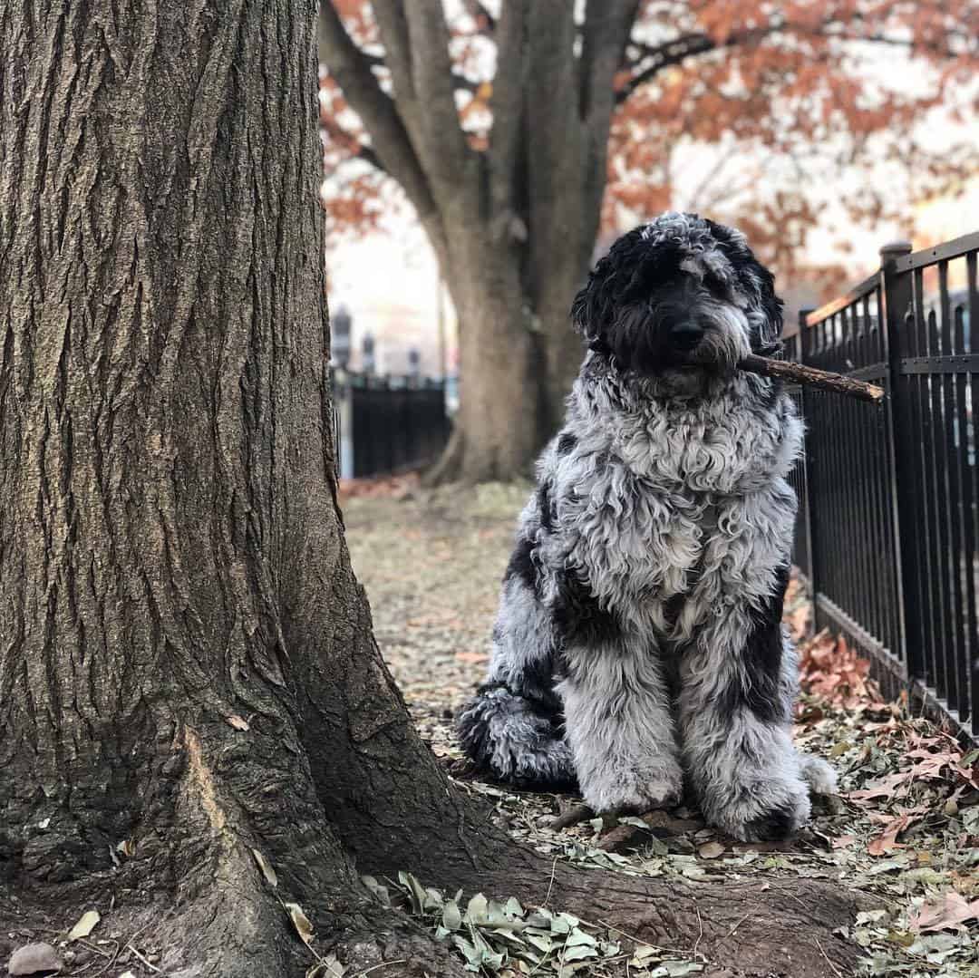 Newfypoo holding a stick in its mouth