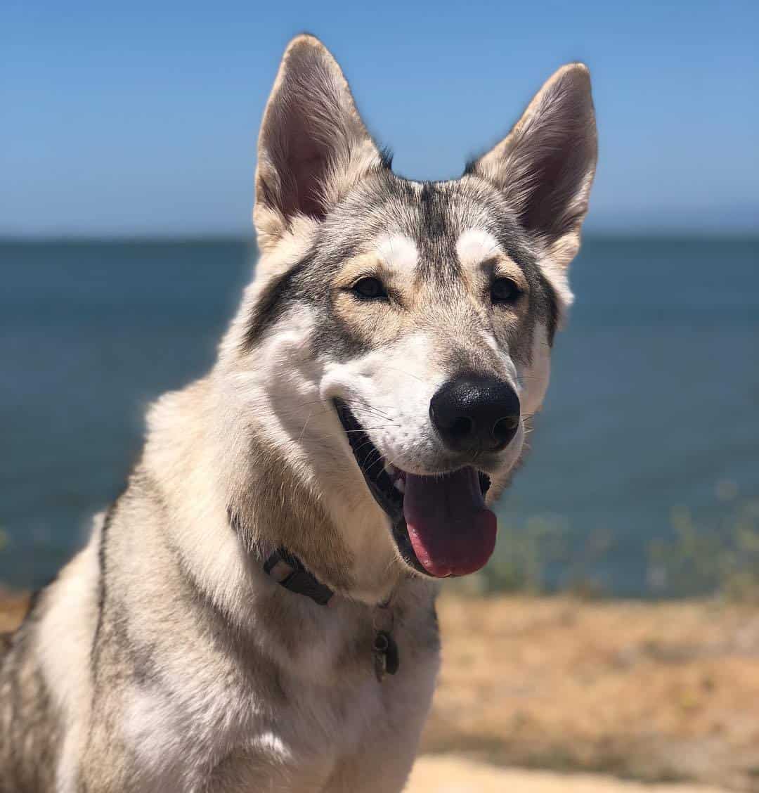 Facial Picture of Northern Inuit Dog