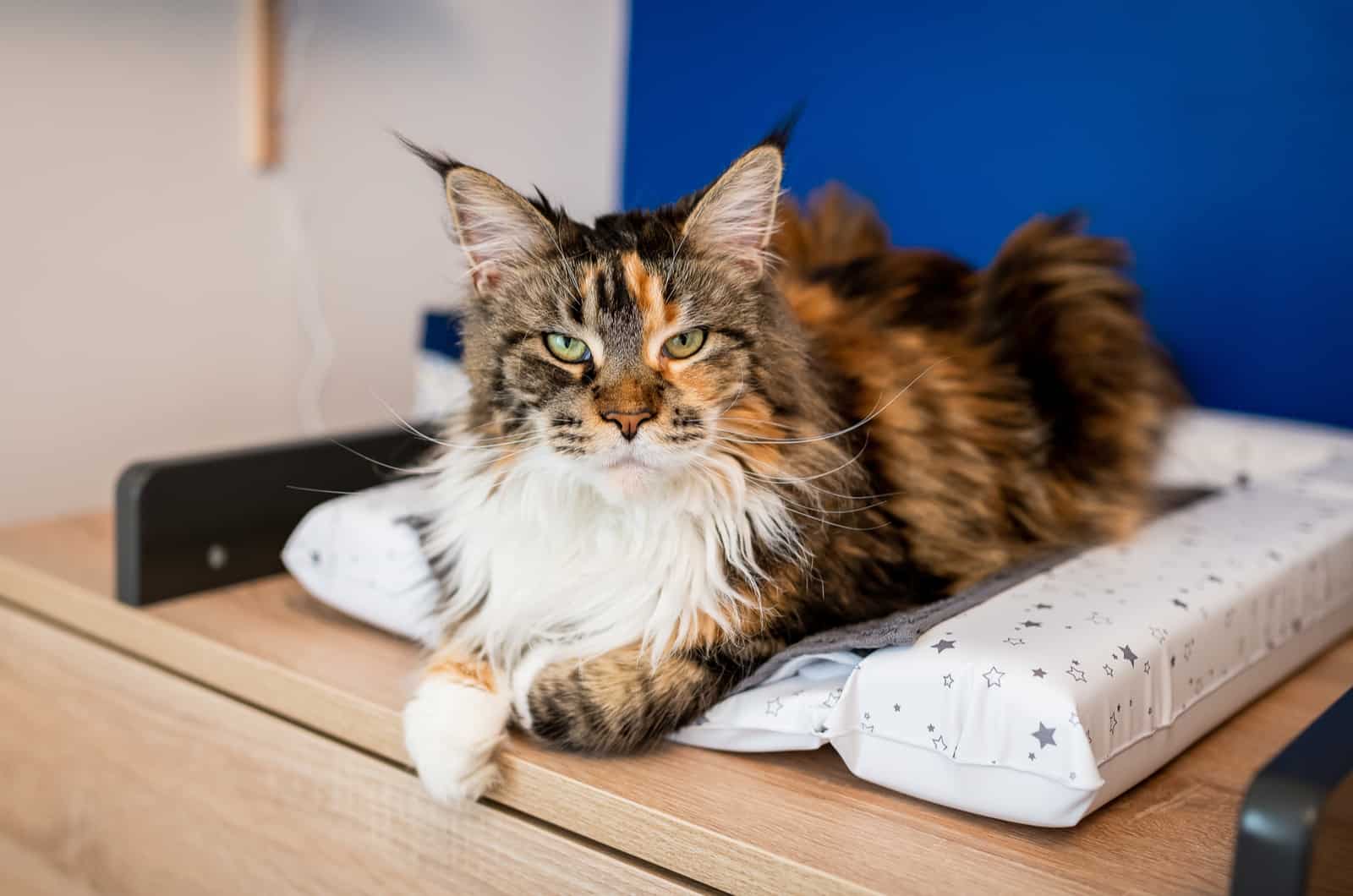 obese main coon cat lying down