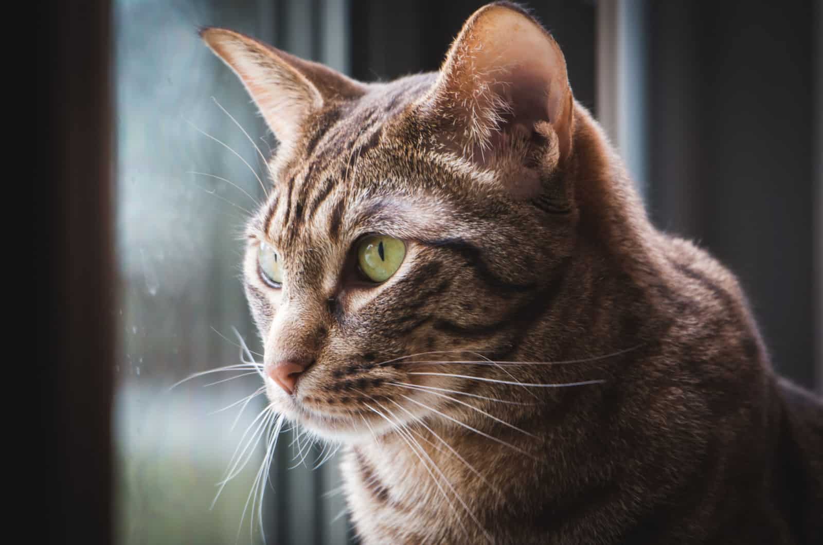 ocicat near a window