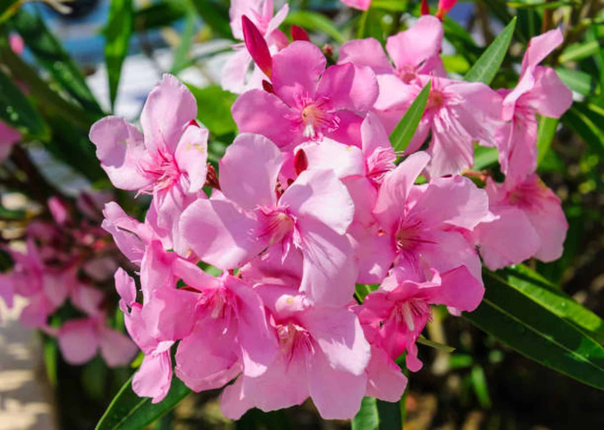 oleander plant