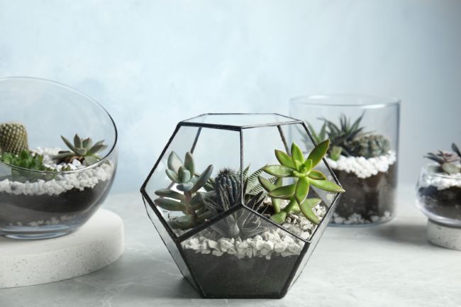 open terrarium care