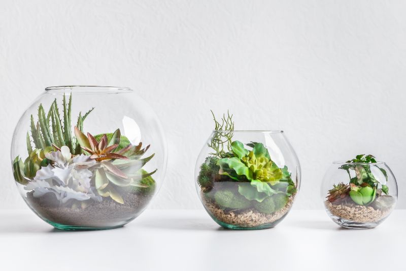 open terrarium care