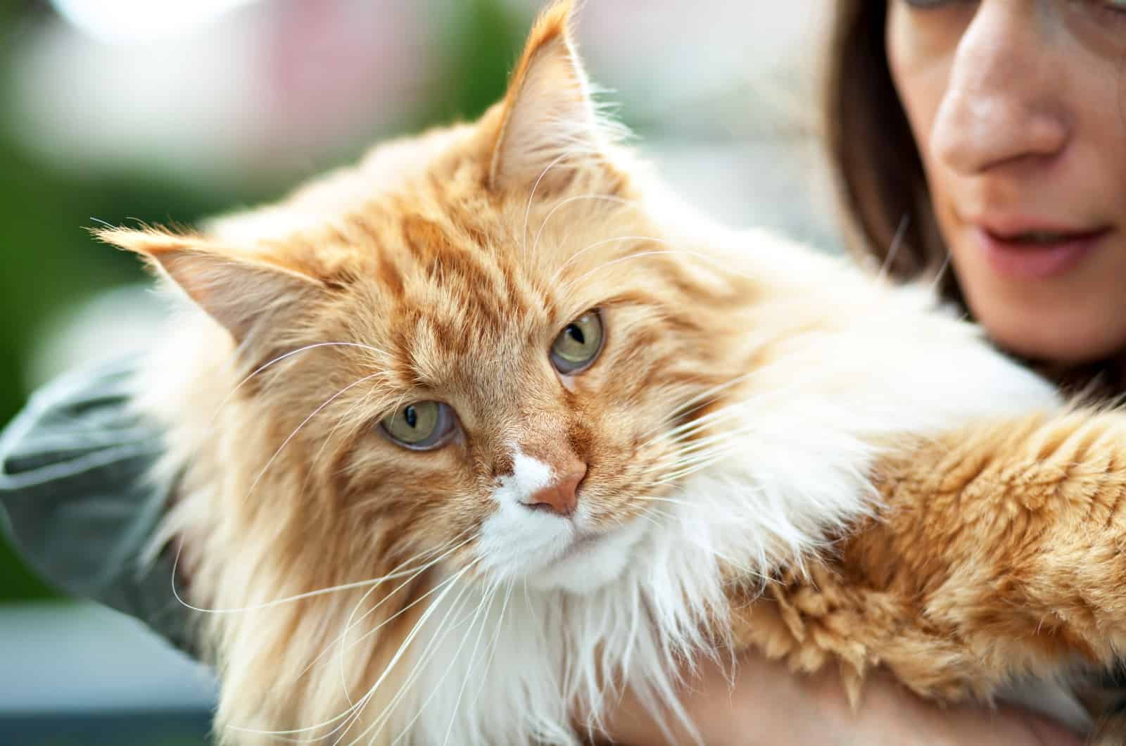 orange Maine Coon and girl