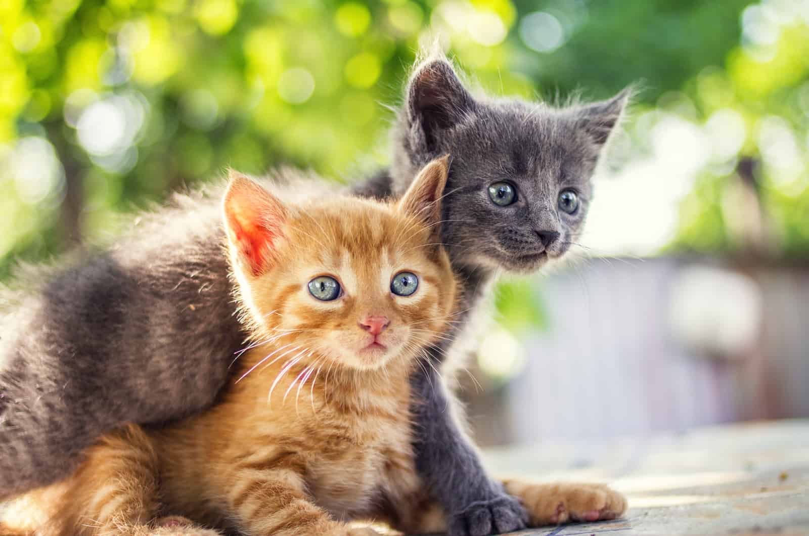 orange and gray kitten