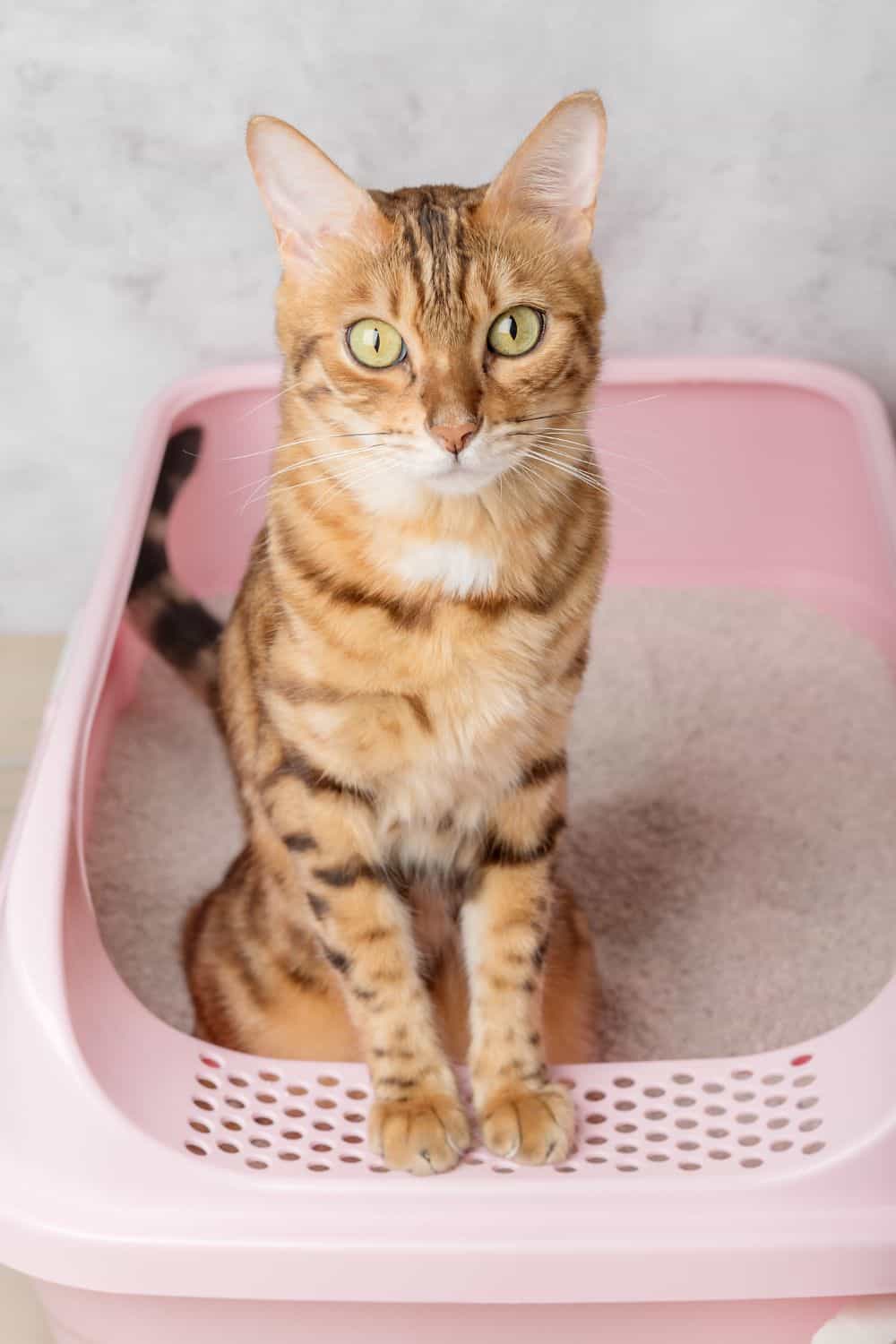 orange cat sitting on a sand