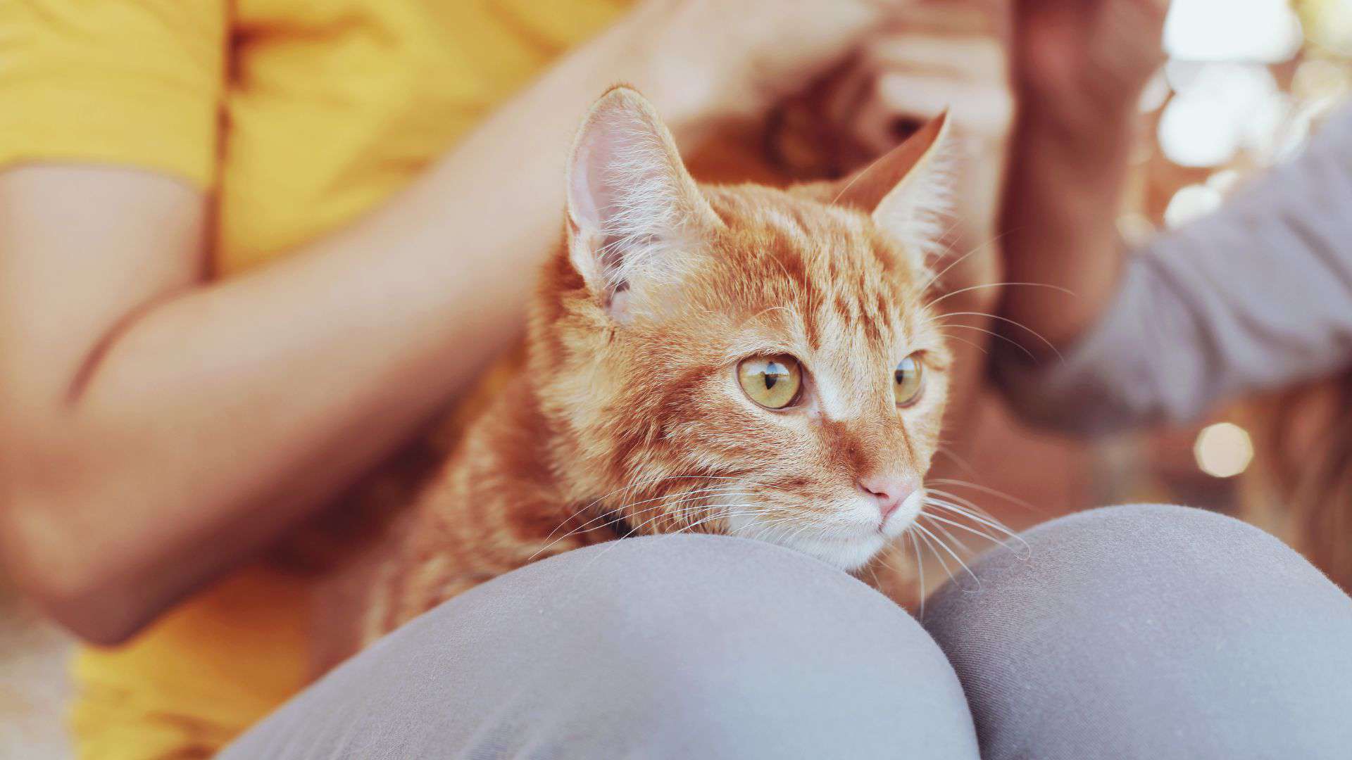 orange cat sitting on the lap and looking at something