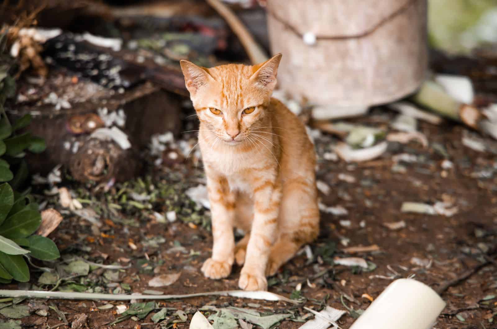 orange cat sitting outside