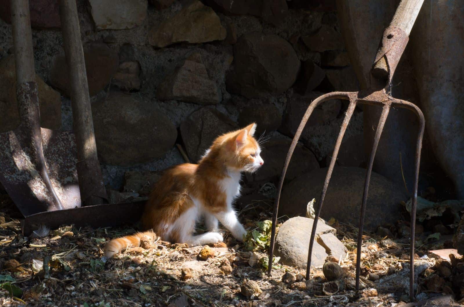 orange cat sitting outside in shade