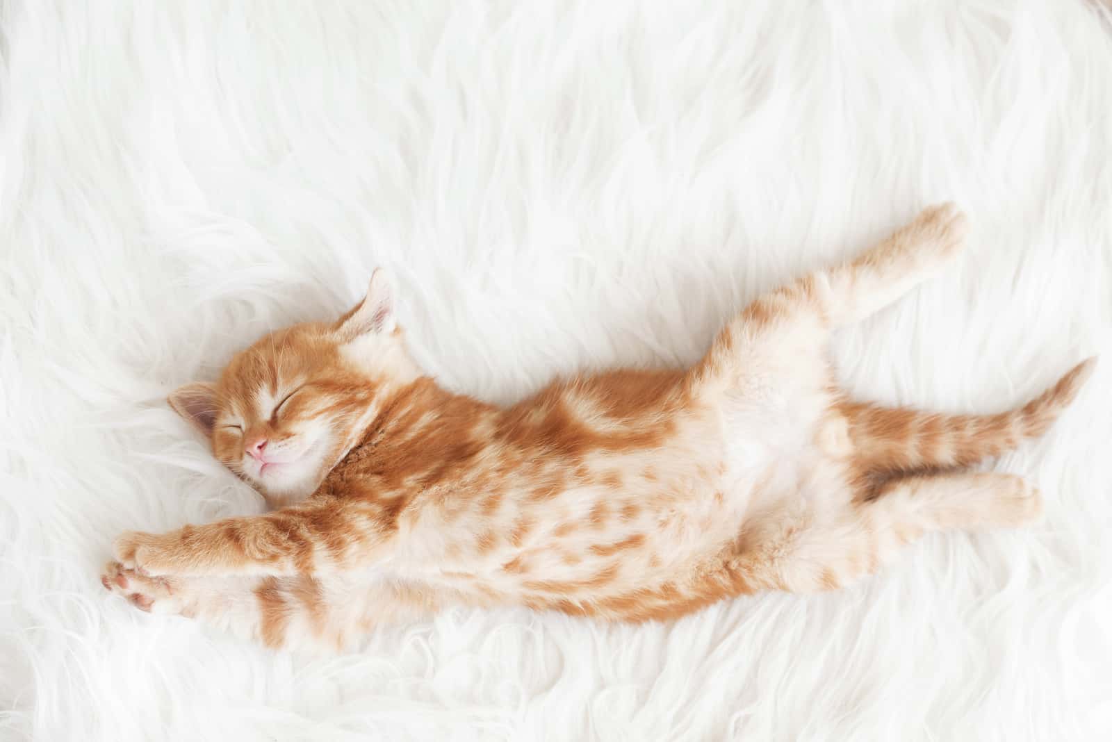 orange cat sleeping on bed