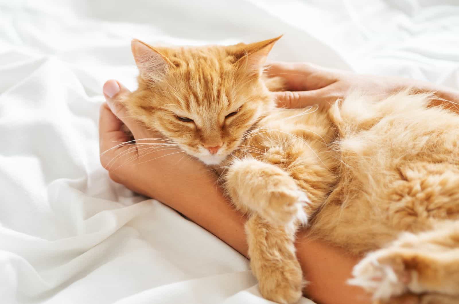 orange cat sleeping on hand