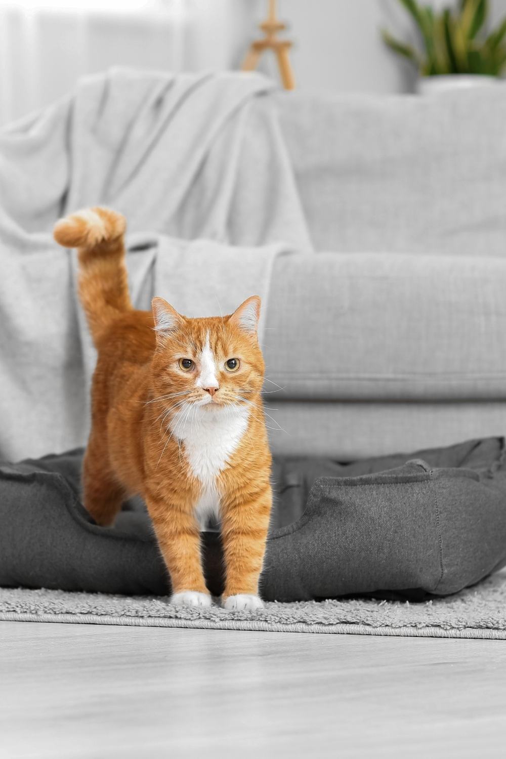 orange cat standing in cat bed