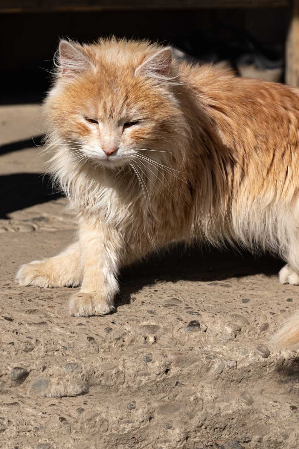 orange cat with crossed paws